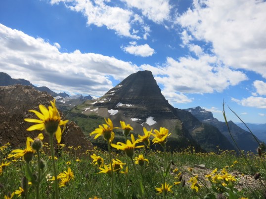 yellow flowers Logan Pass